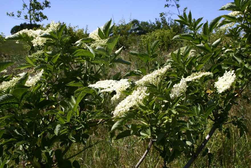 Hyldeblomst te - Hyldeblomstte ... klik for at komme tilbage