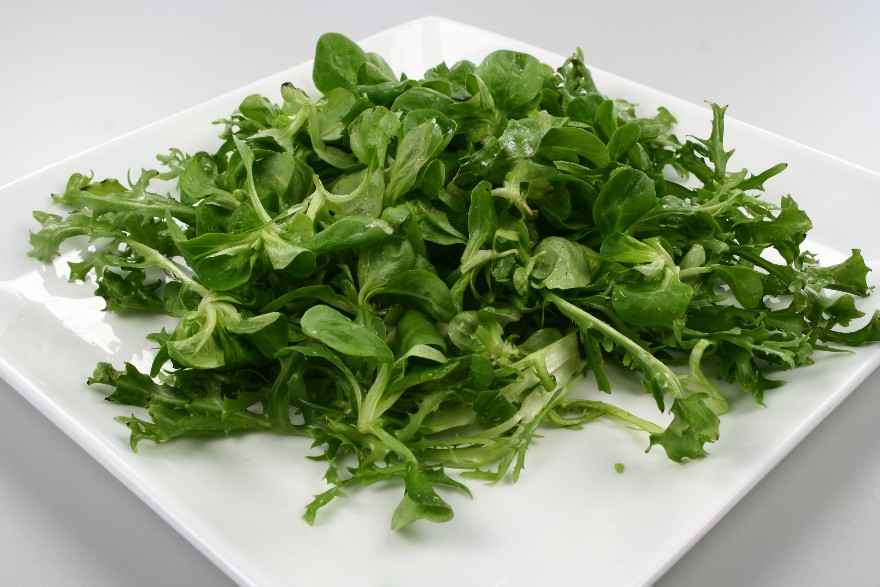 Salad Nicoise (Vegetarisk) ... klik for at komme tilbage